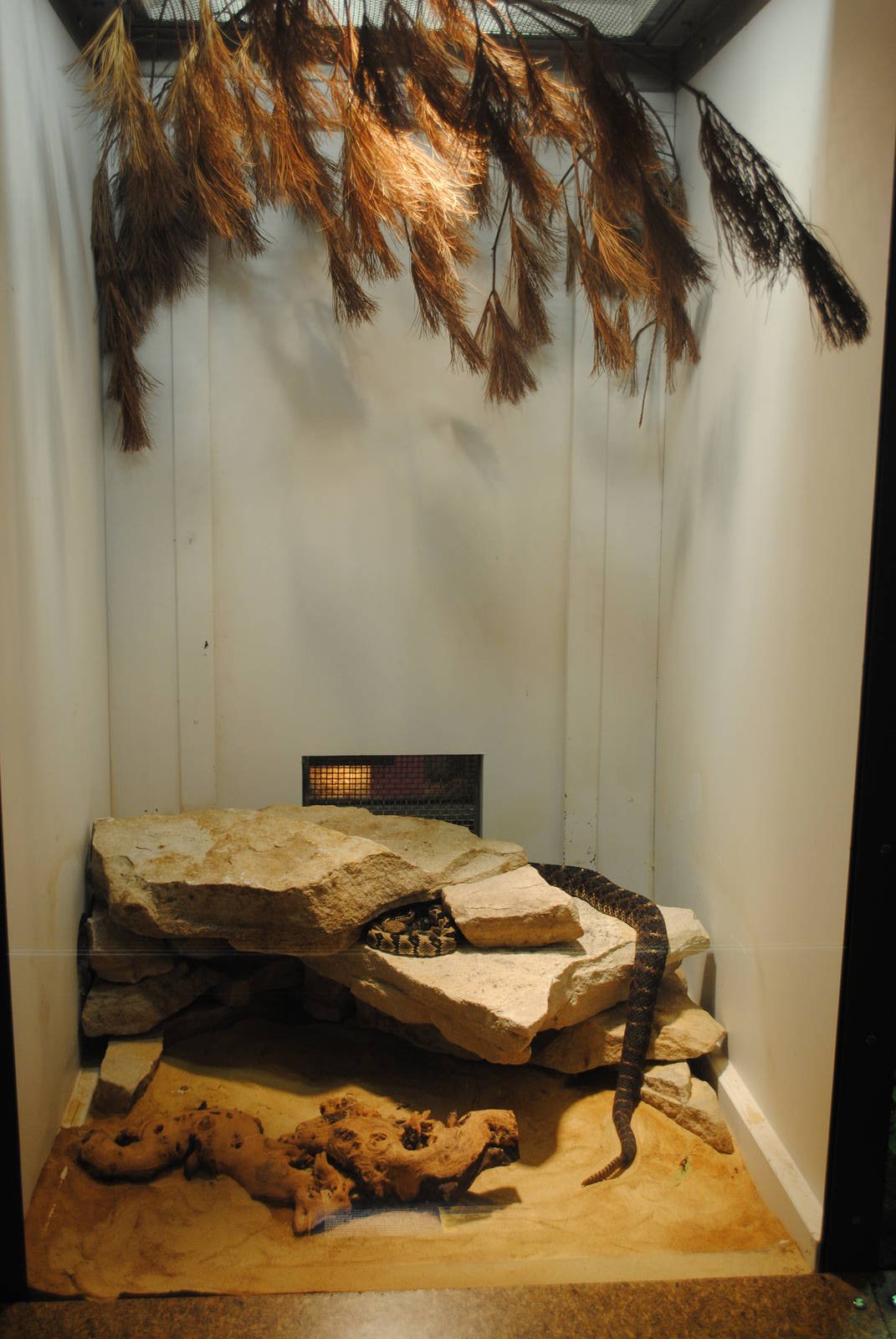 Arizona Black Rattlesnakes exhibit