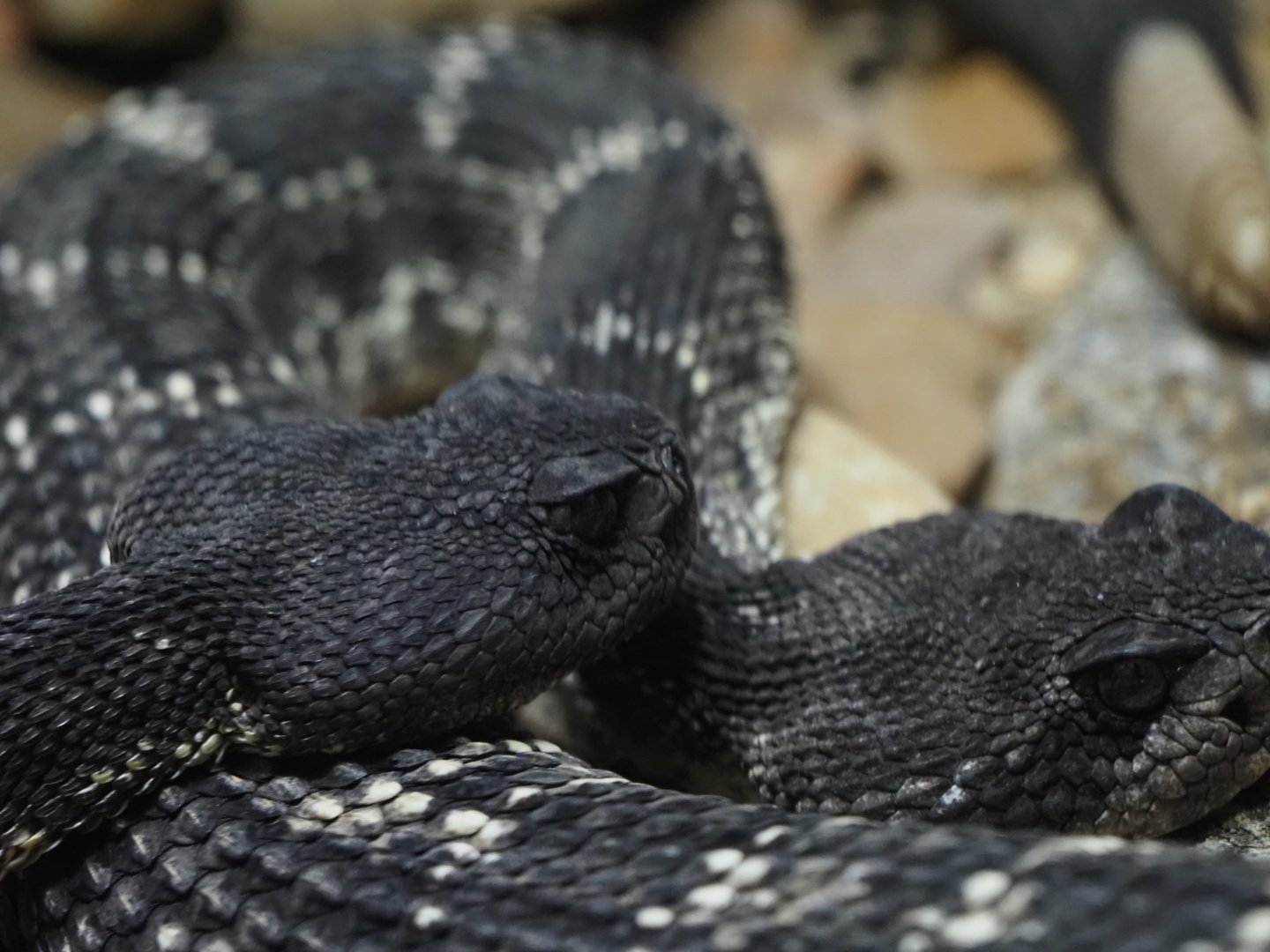 Arizona Black Rattlesnakes