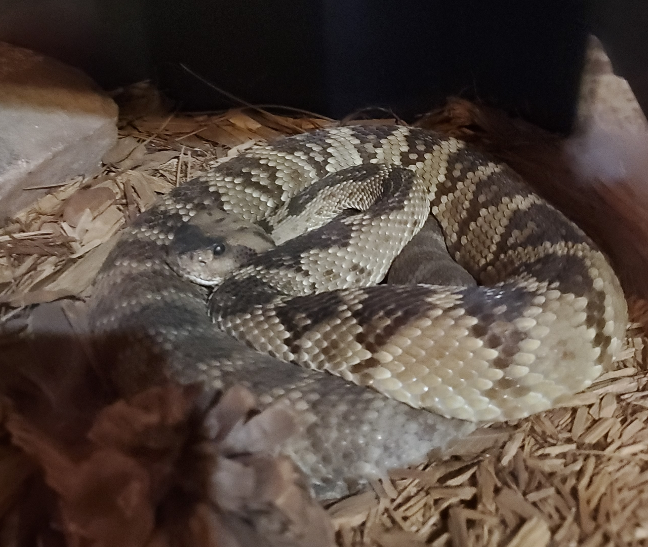 Arizona Black-tailed Rattlesnake - Goldfield Ghost Town & Mines (2020)