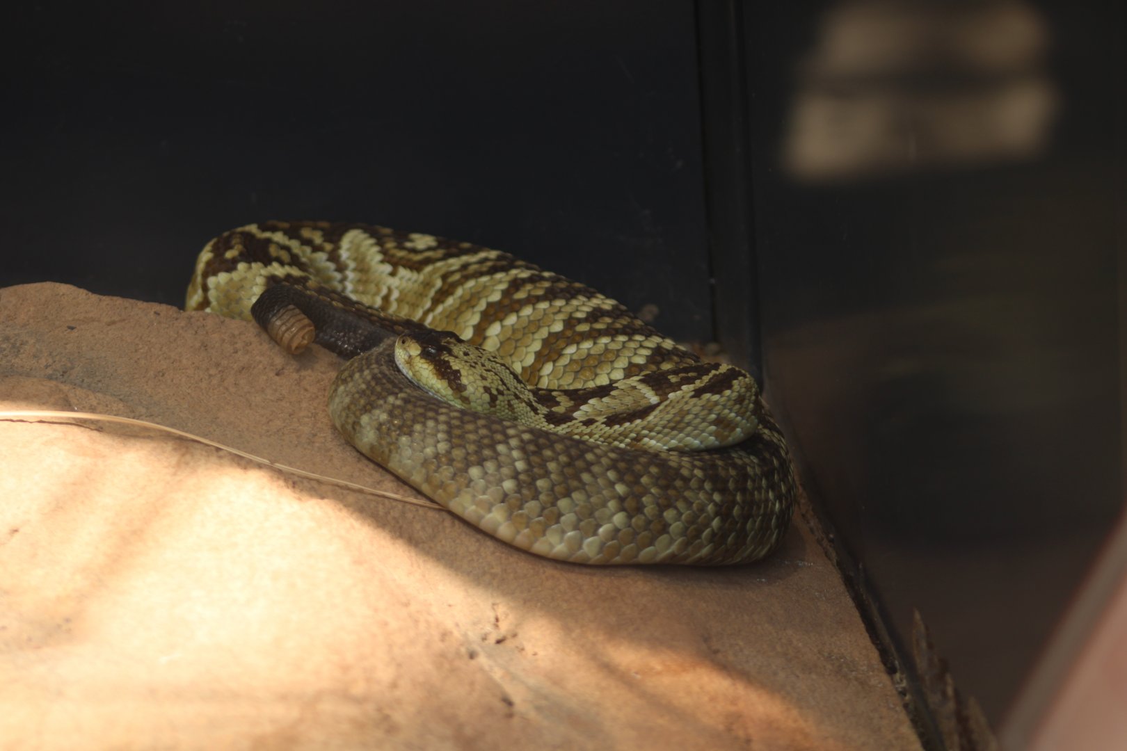 Arizona Black-tailed Rattlesnake - Wüstenhaus