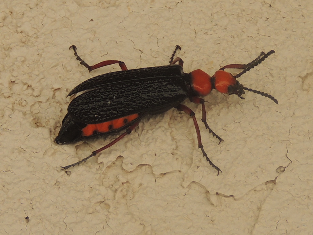 arizona blister beettle