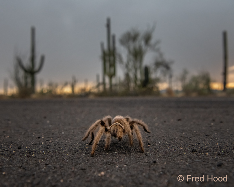 Arizona blonde tarantula