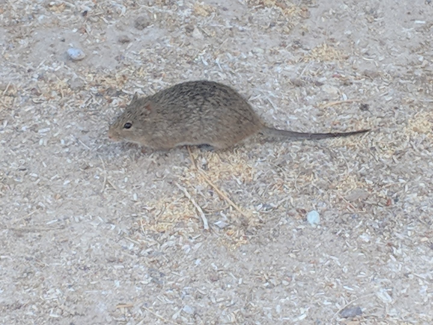 Arizona cotton rat (Sigmodon arizonae)