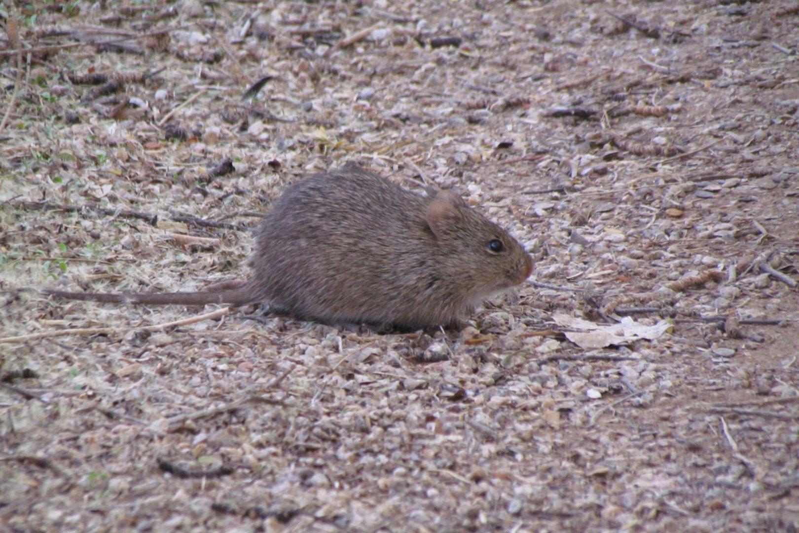 Arizona Cotton Rat