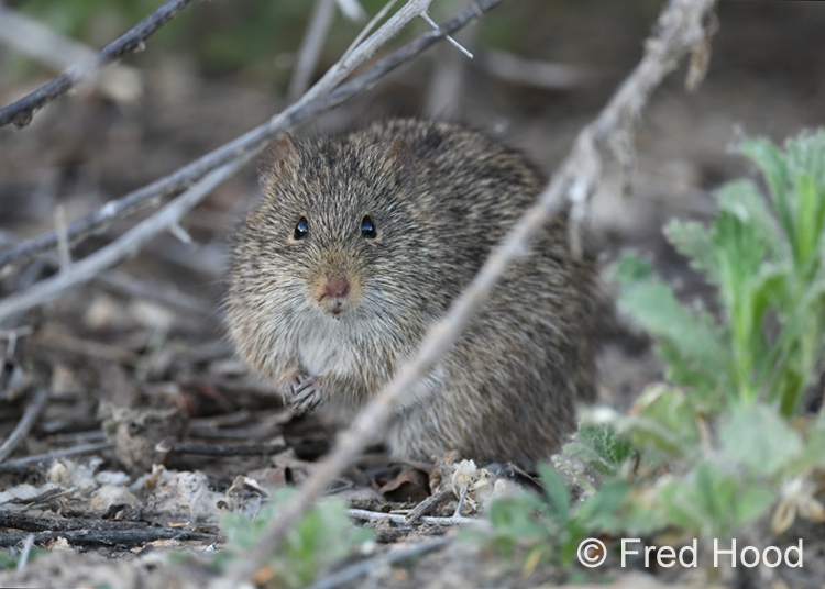 Arizona cotton rat