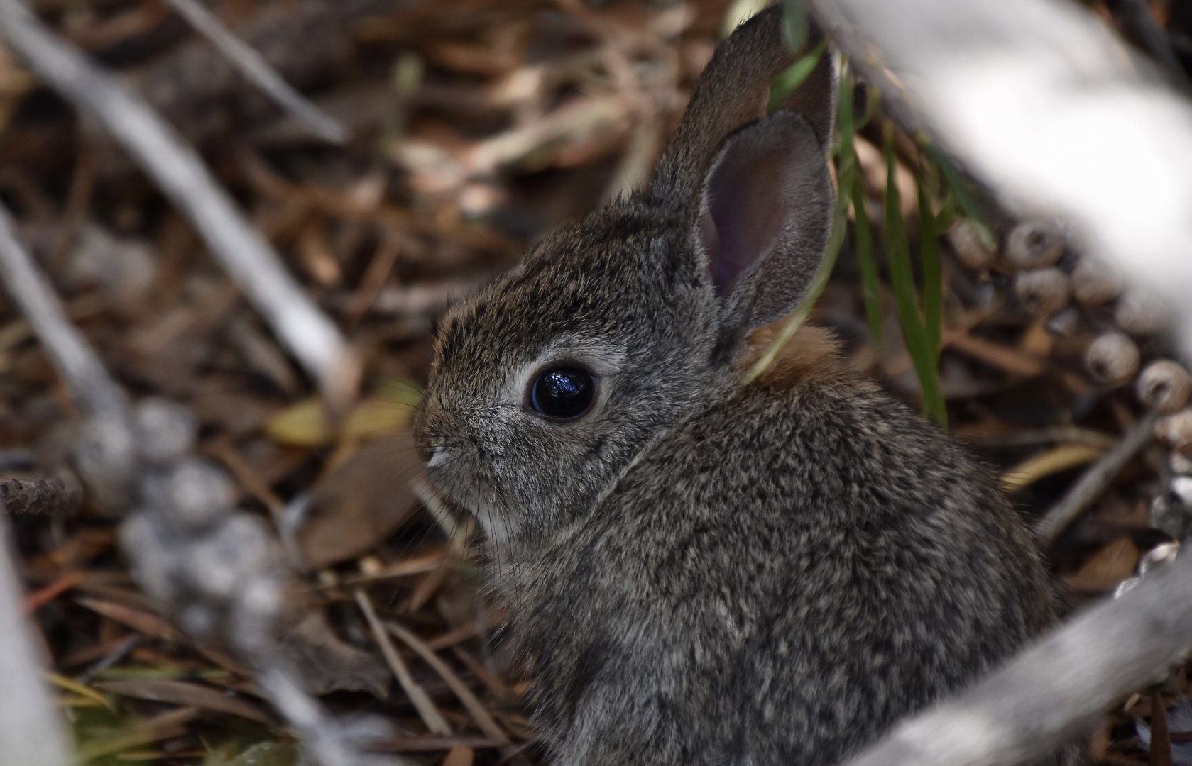 Arizona Desert Cottontail (Sylvilagus audubonii arizonae) kit - wild