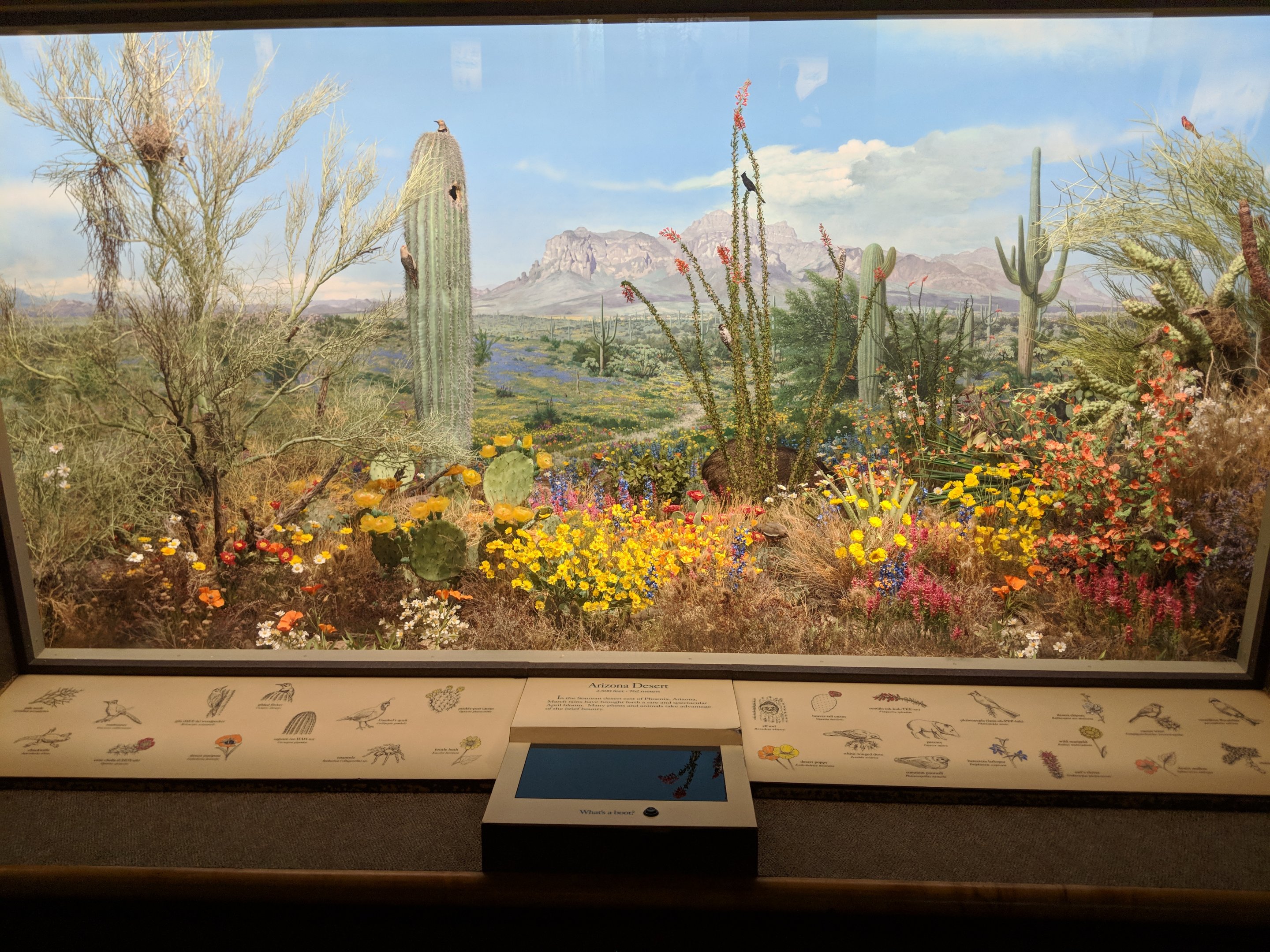 Arizona Desert Diorama