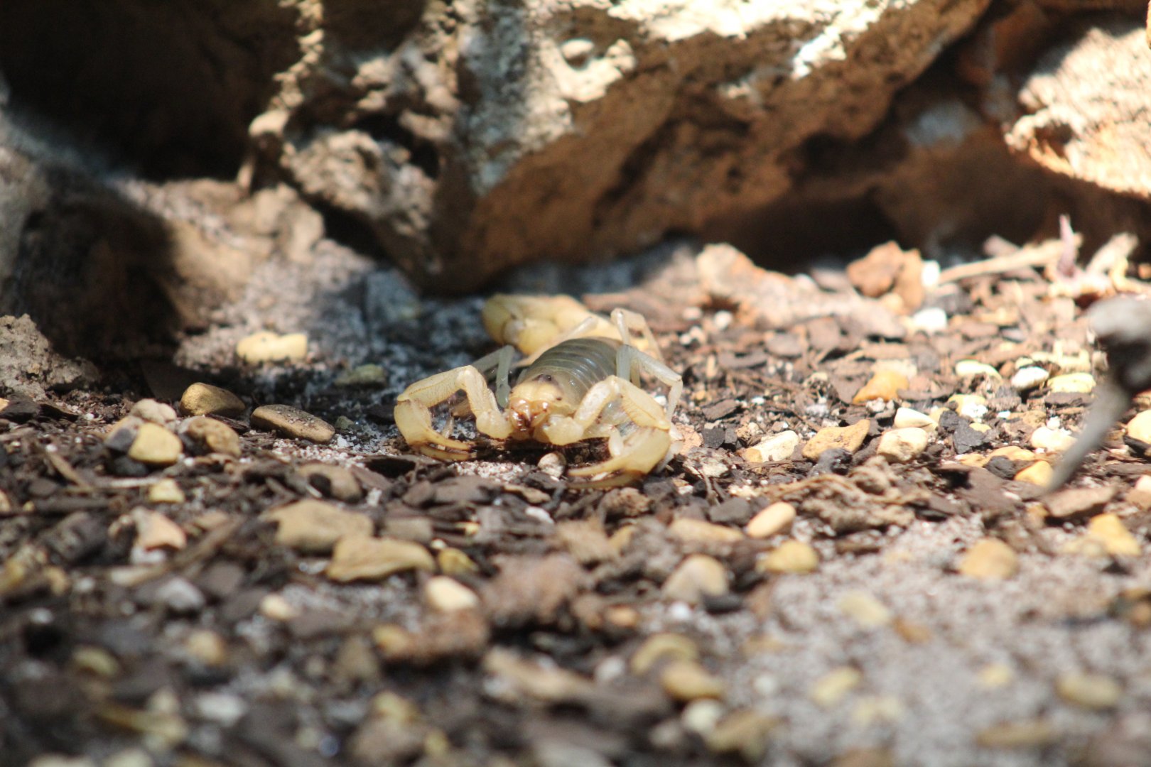 Arizona Desert Giant Hairy Scorpion