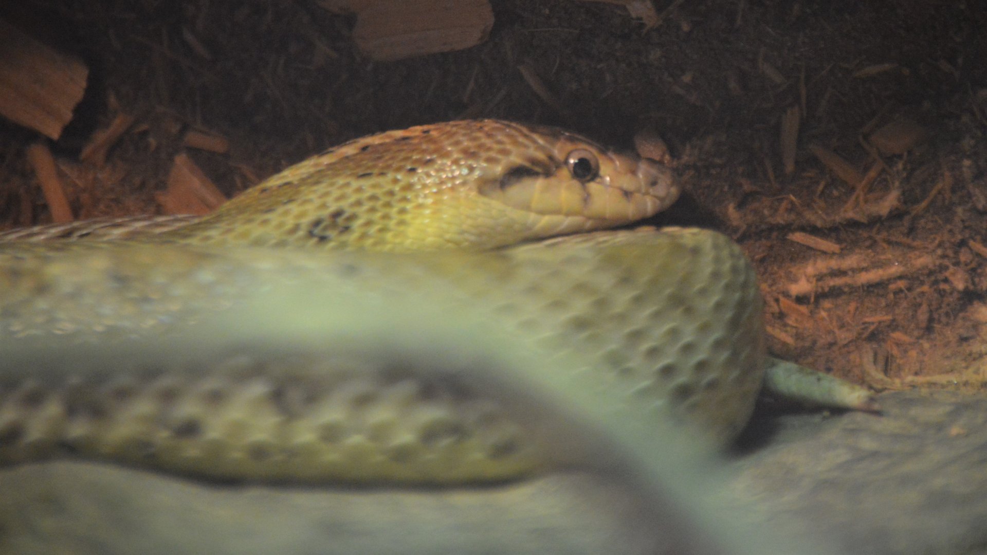 Arizona elegans noctivaga