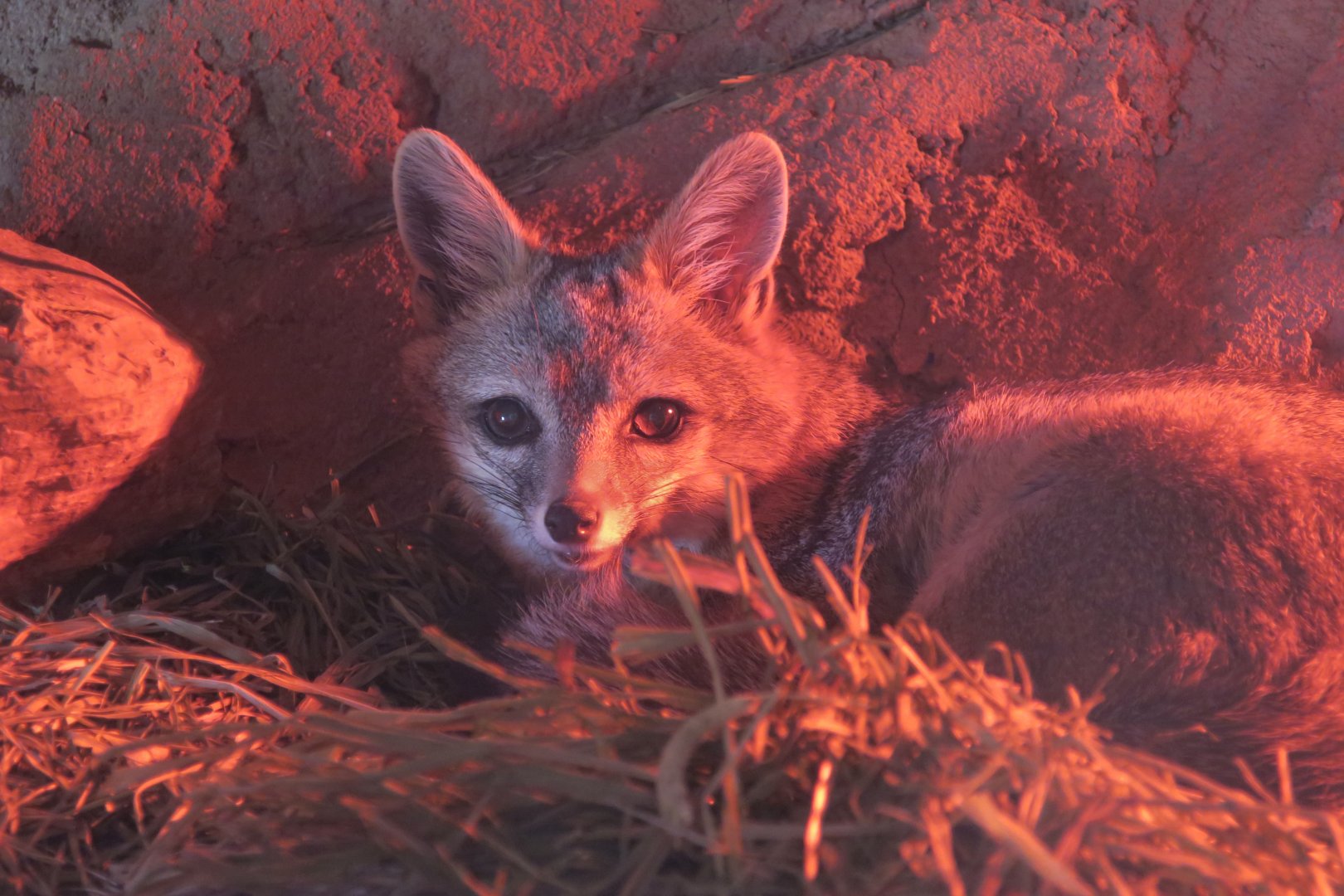 Arizona Gray Fox (Urocyon cinereoargenteus scotti)