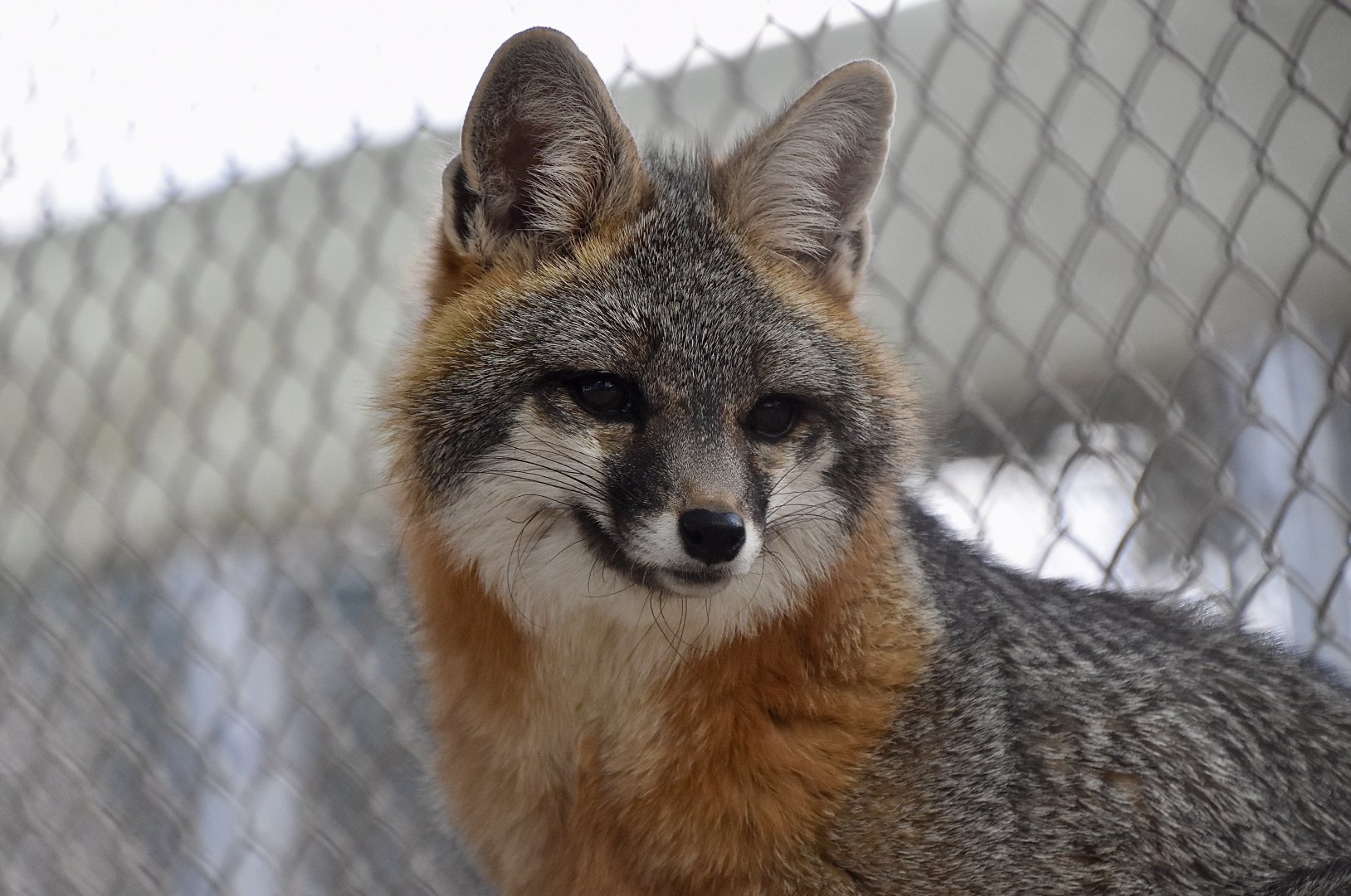Arizona Gray Fox (Urocyon cinereoargenteus scottii) male - "Frank"