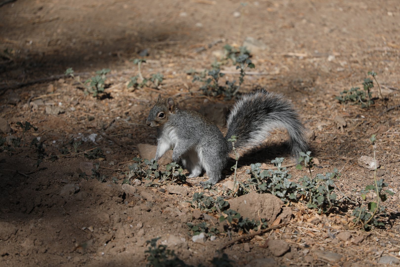 Arizona Gray Squirrel (Sciurus arizonensis)