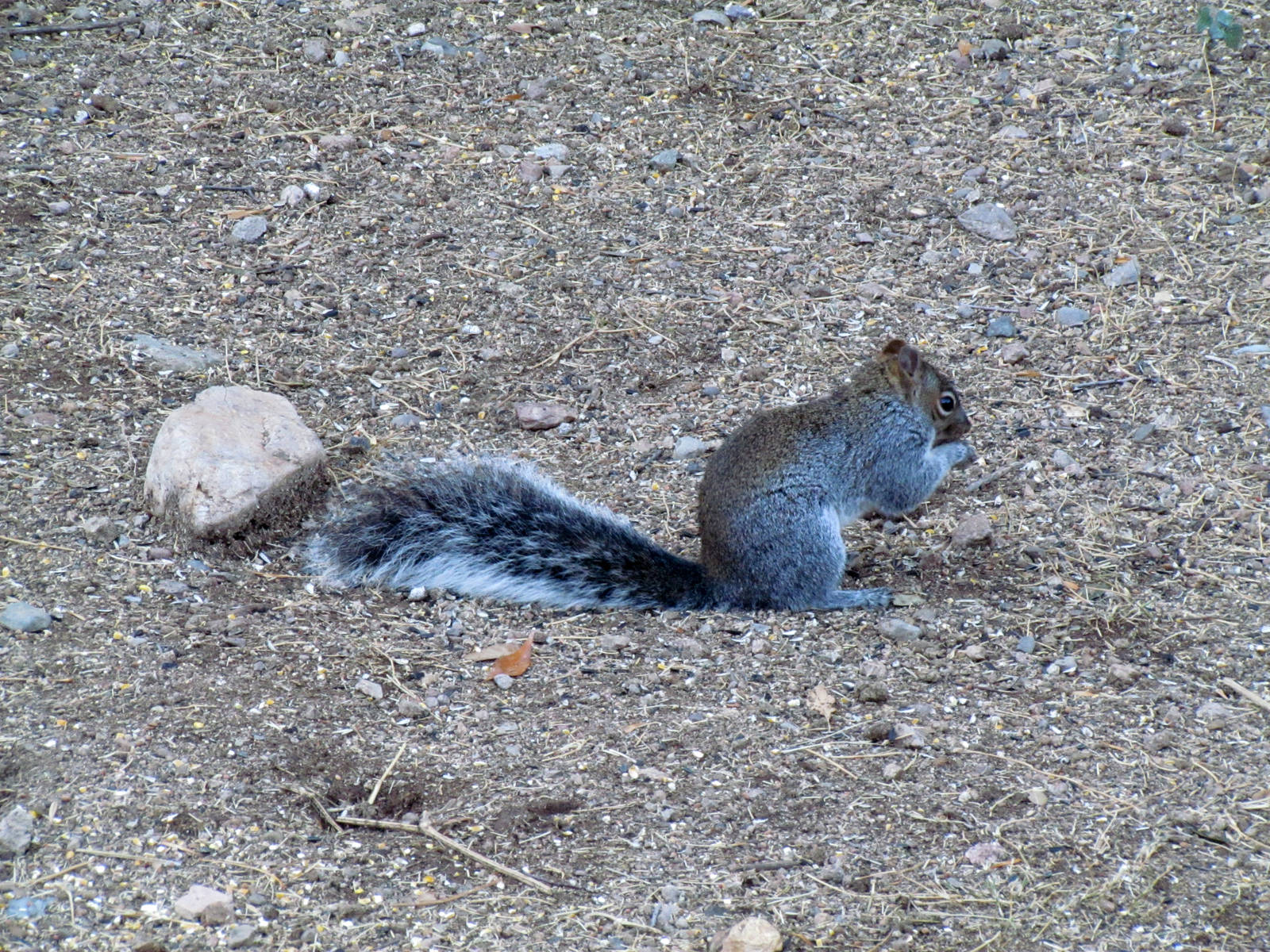 Arizona Gray Squirrel