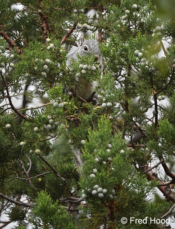 Arizona gray squirrel