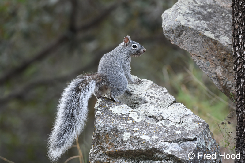 Arizona gray squirrel