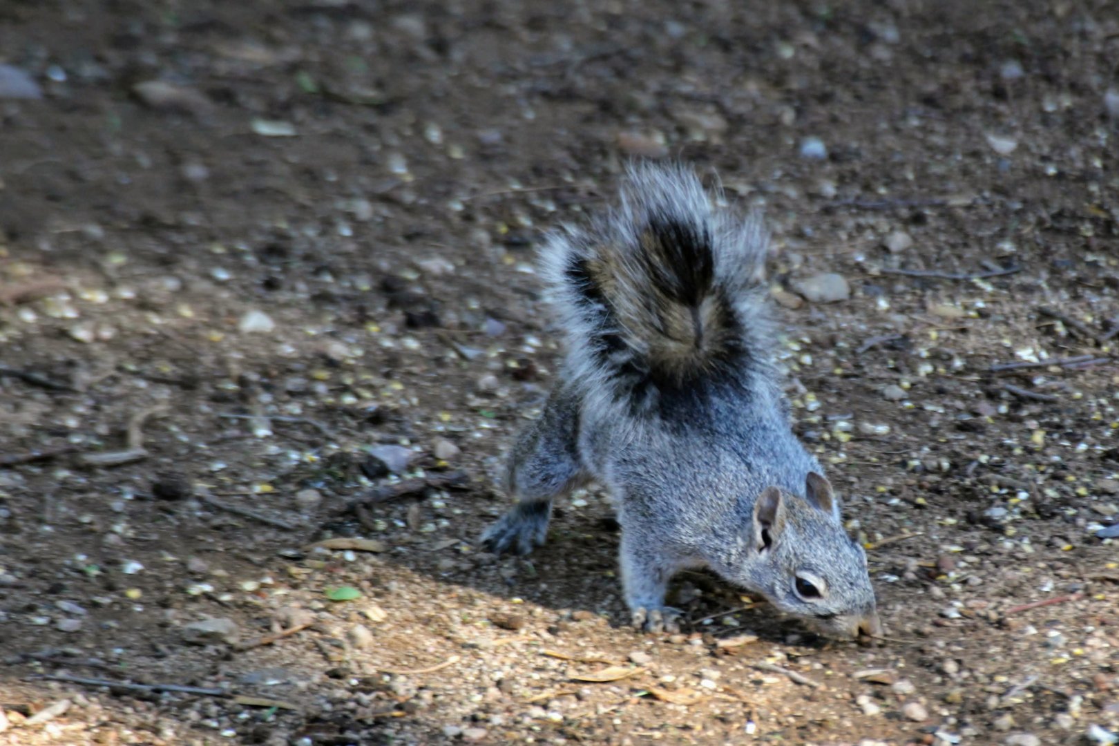 Arizona Gray Squirrel