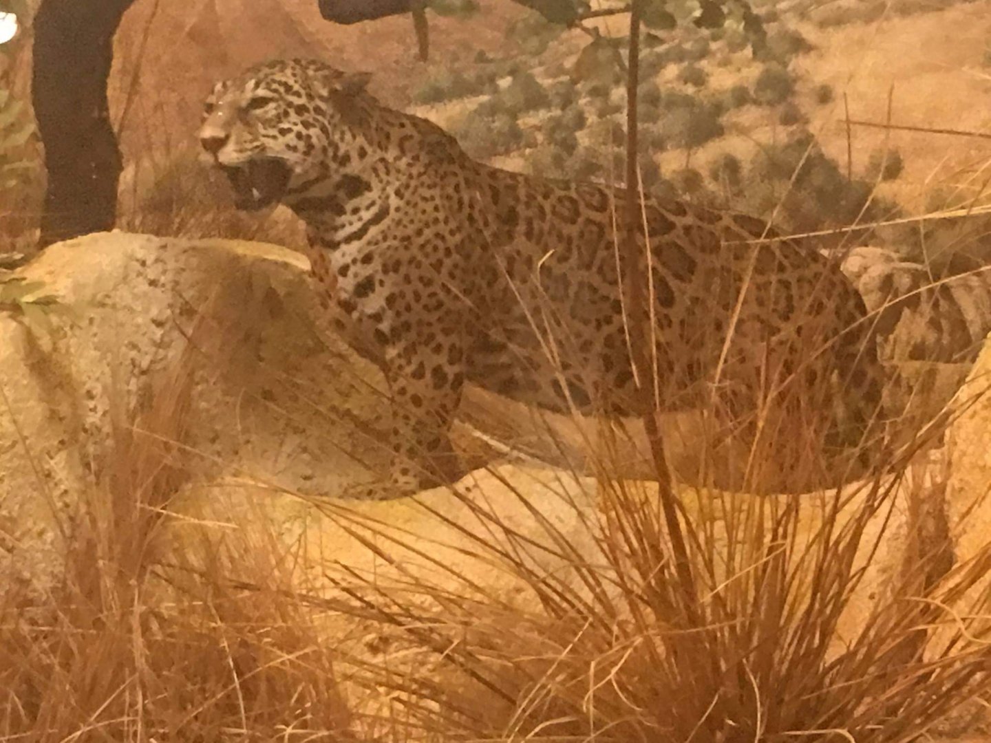 Arizona jaguar (Panthera onca arizonensis)