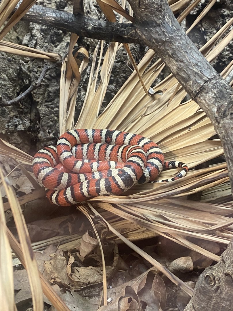 Arizona mountain kingsnake 040324