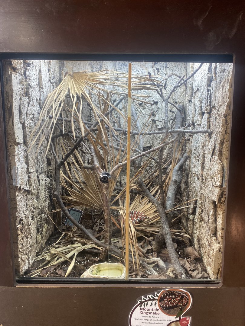 Arizona mountain kingsnake exhibit 040324