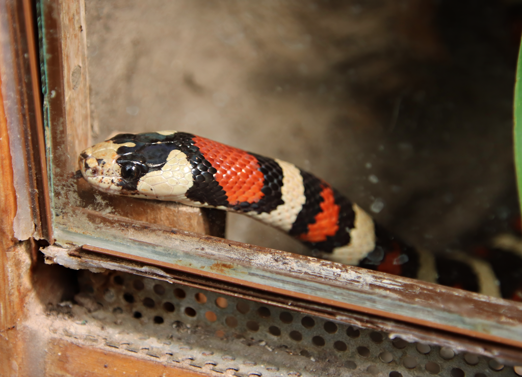 Arizona mountain kingsnake (Lampropeltis pyromelana pyromelana)