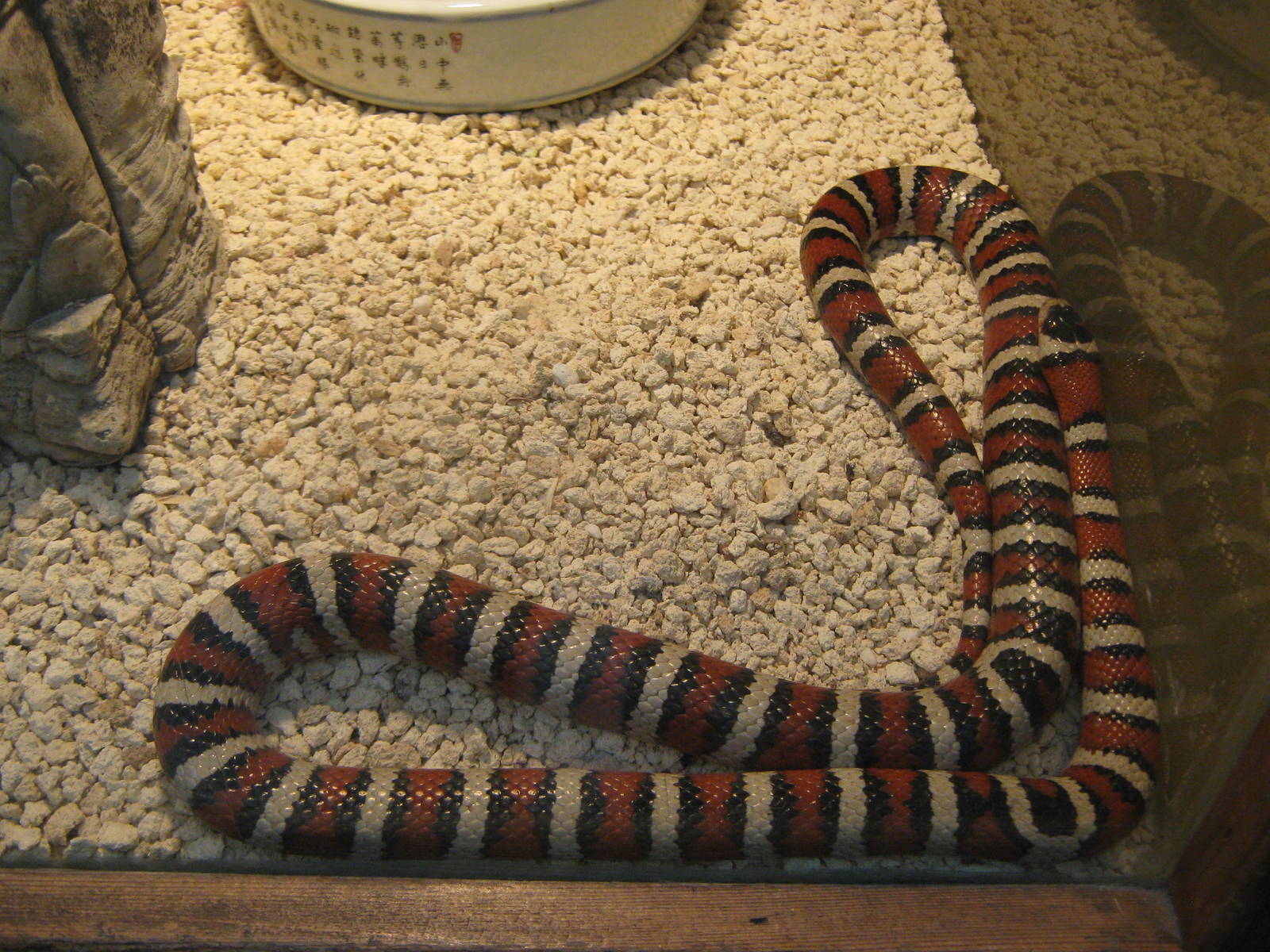 Arizona mountain kingsnake (Lampropeltis pyromelana)