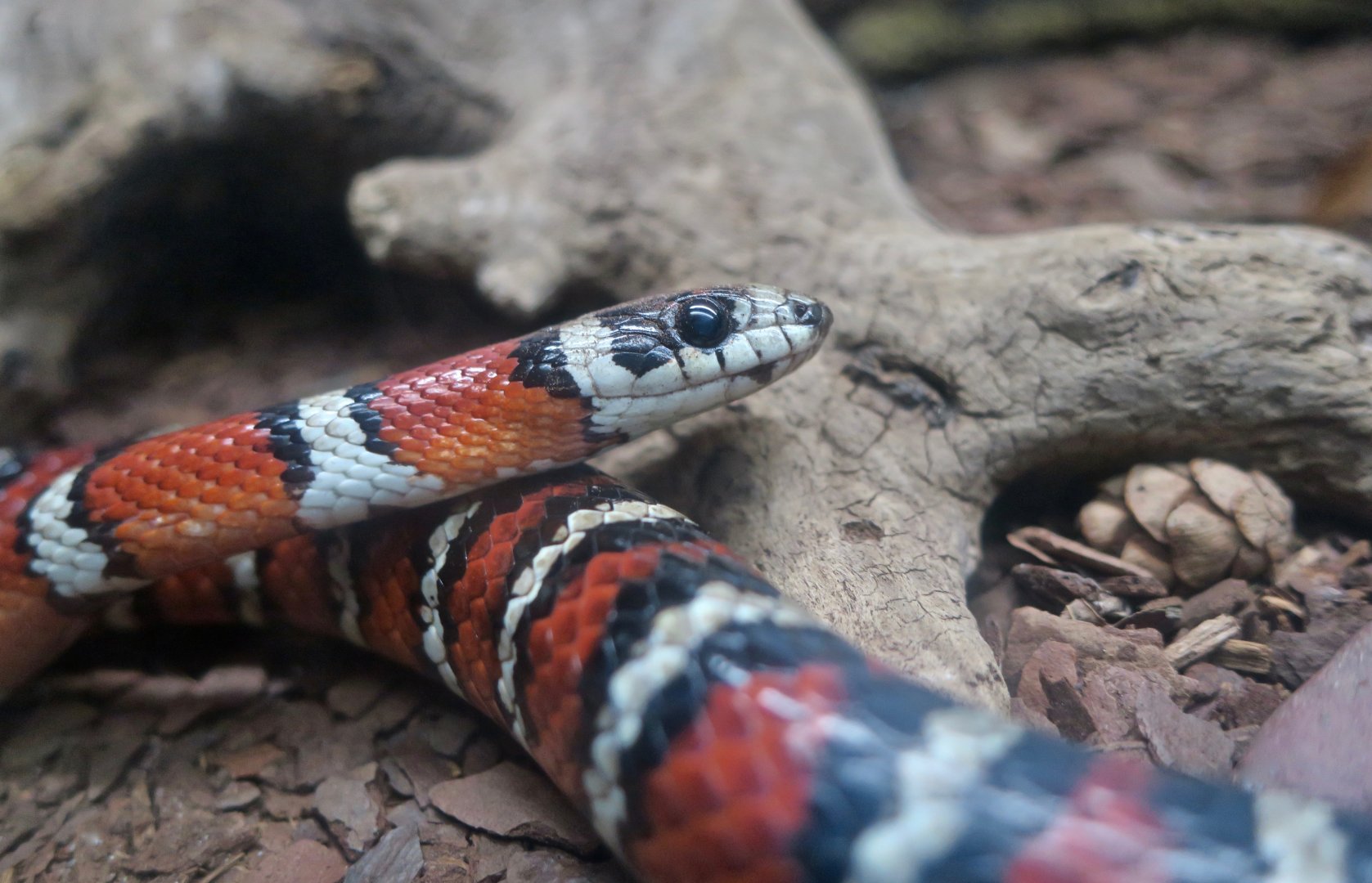 Arizona Mountain Kingsnake (Lampropeltis pyromelana)