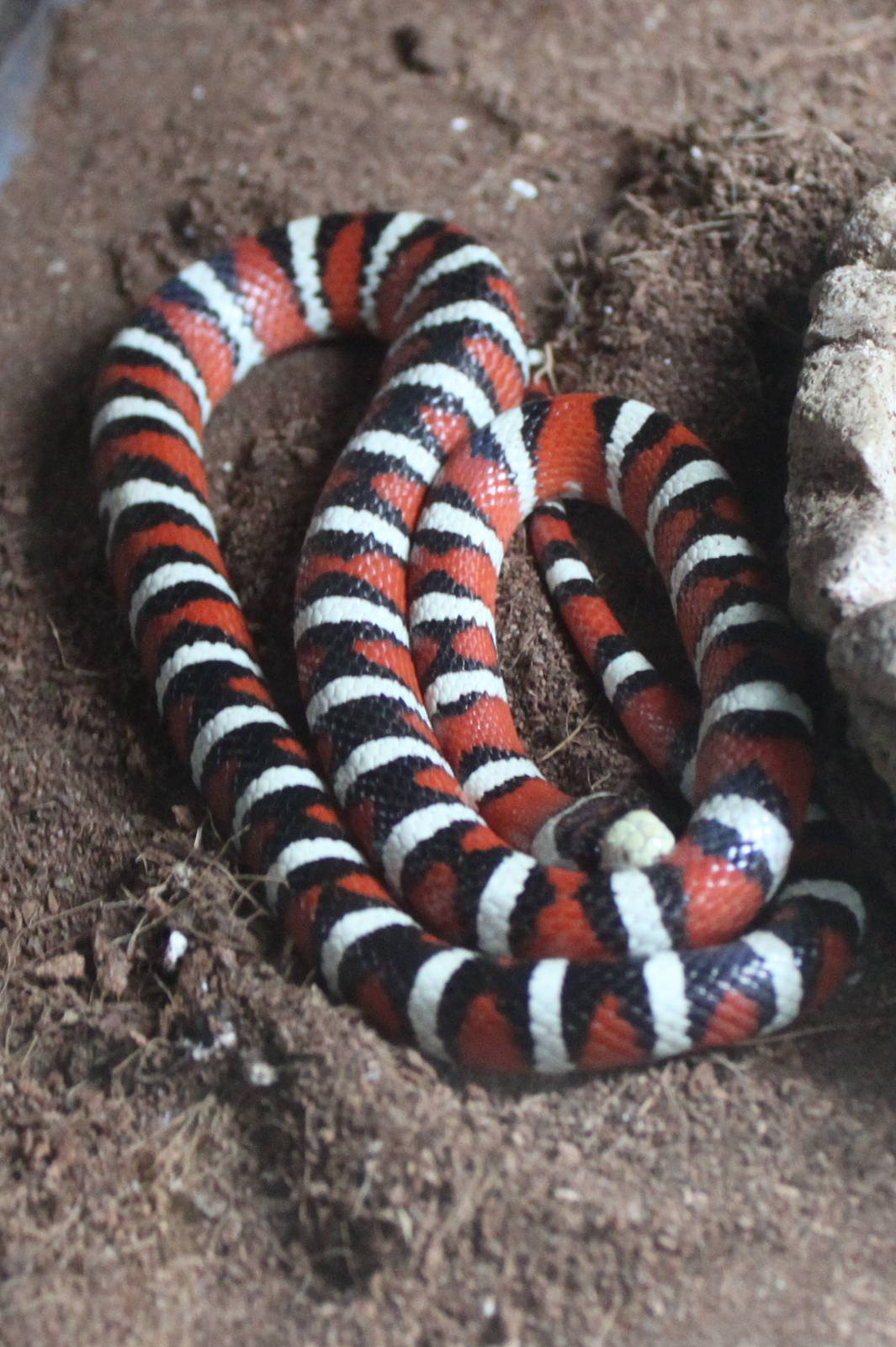 Arizona Mountain Kingsnake