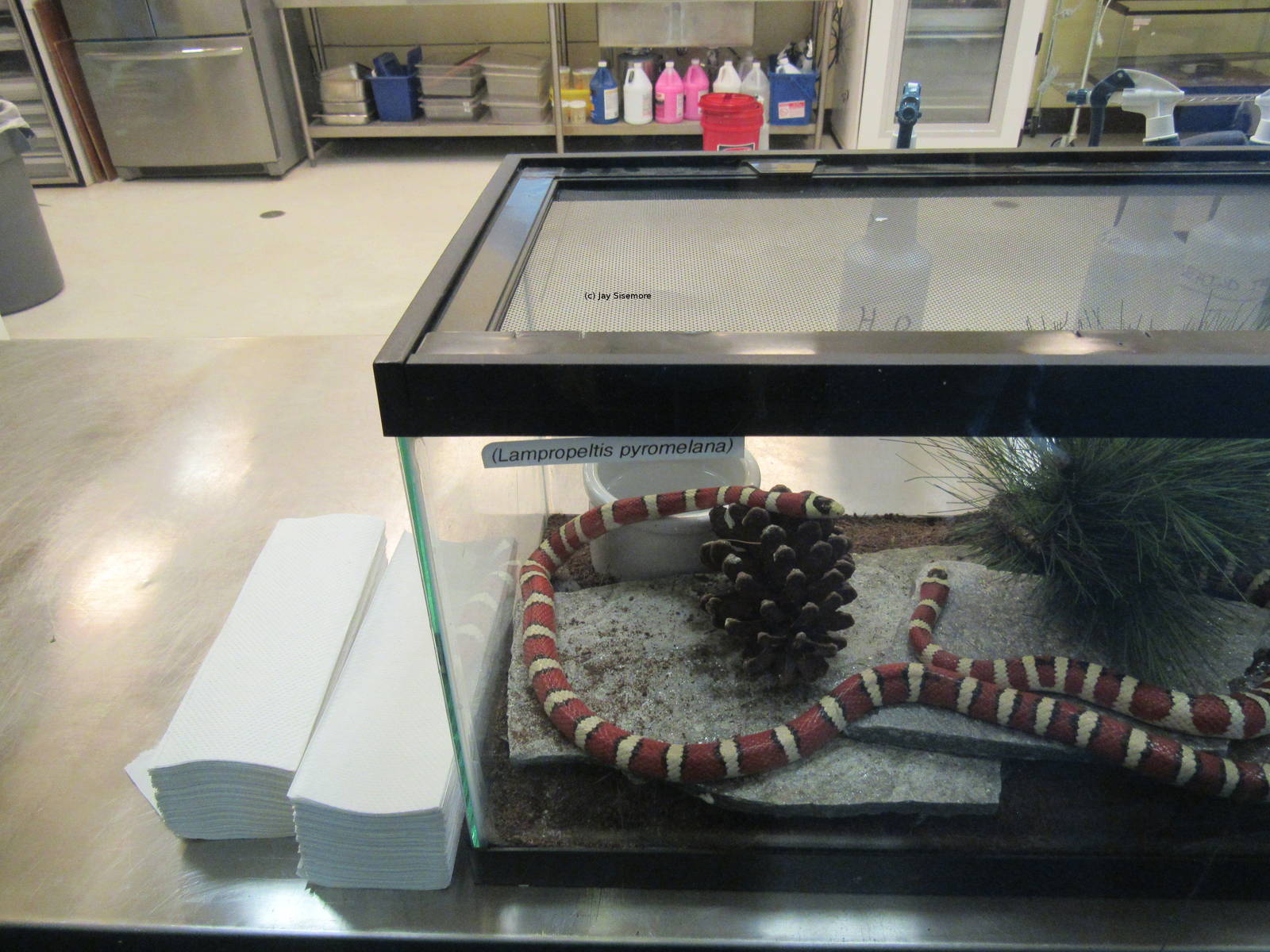Arizona Mountain Kingsnake