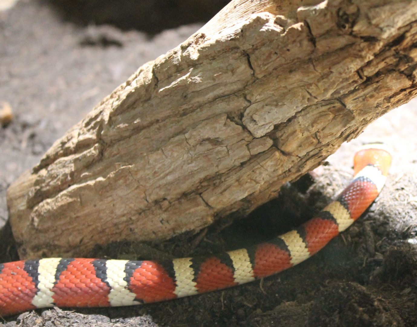 Arizona mountain kingsnake