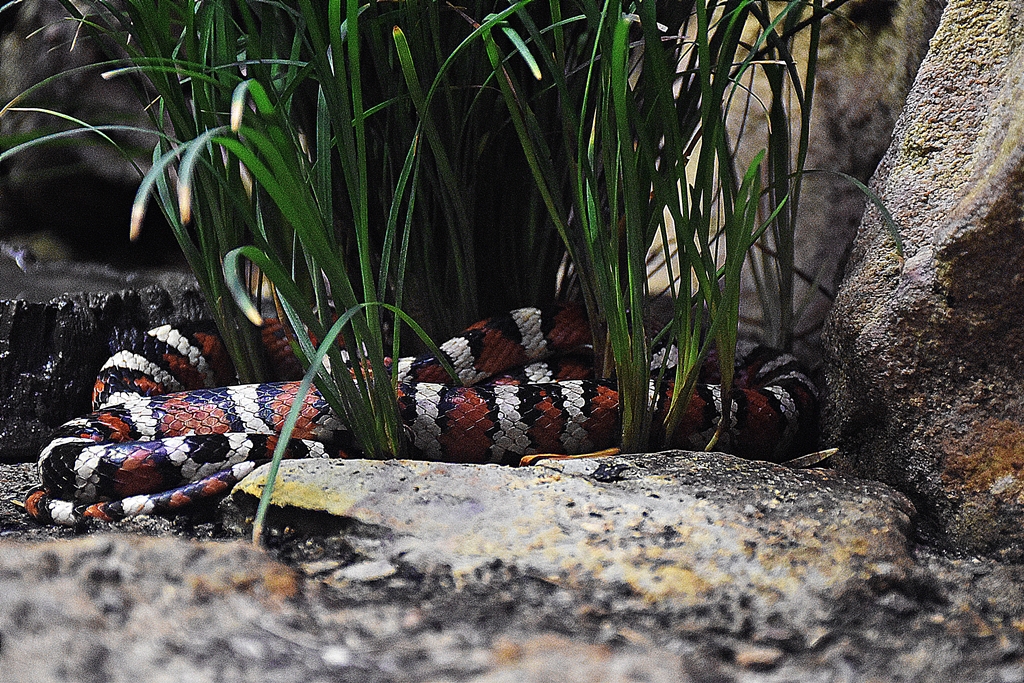 Arizona mountain kingsnake