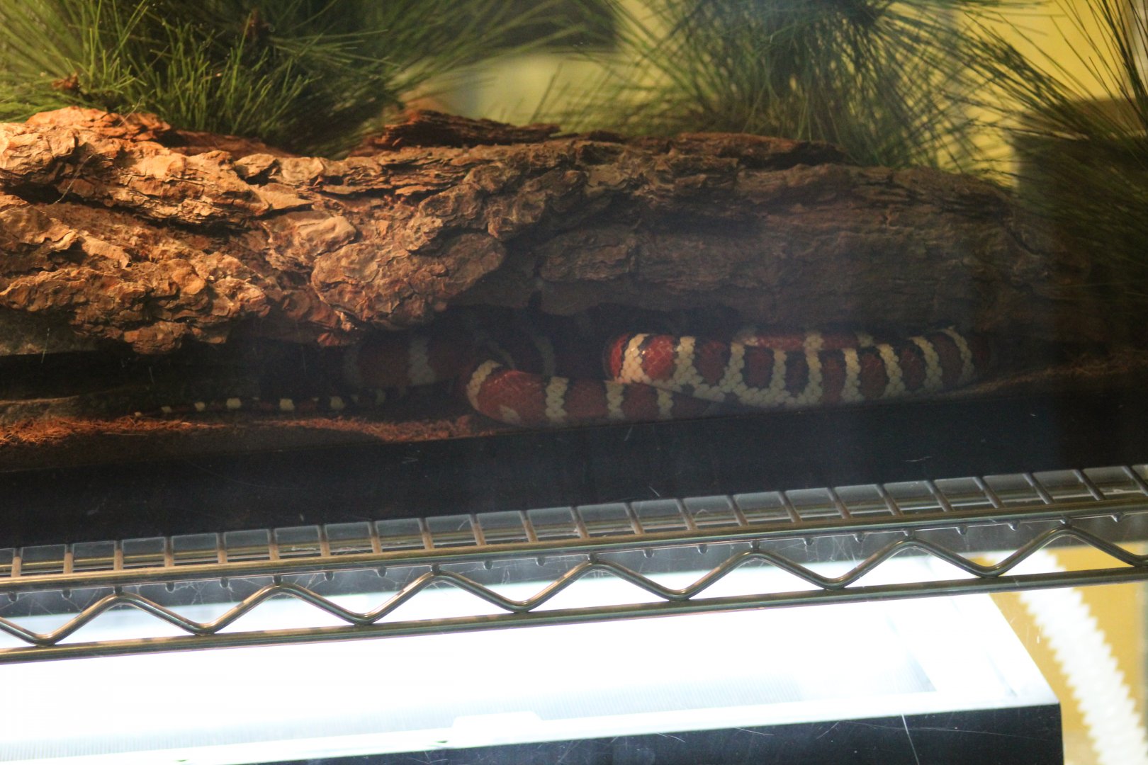 Arizona Mountain Kingsnake