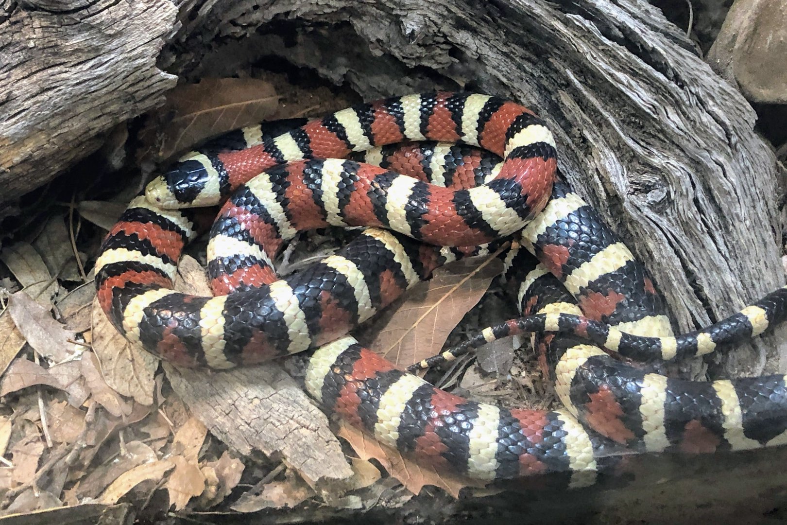 Arizona Mountain Kingsnake