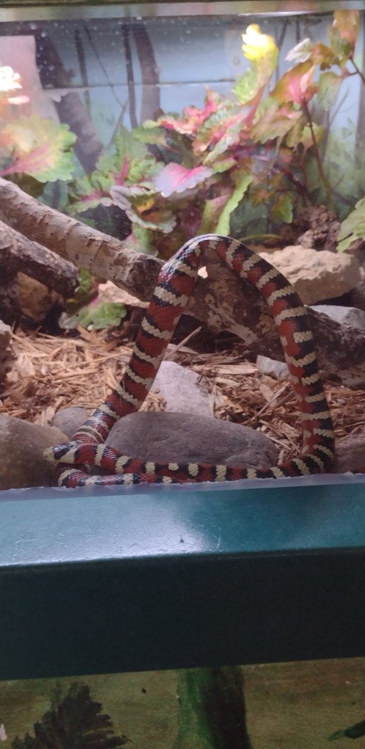 Arizona Mountain Kingsnake