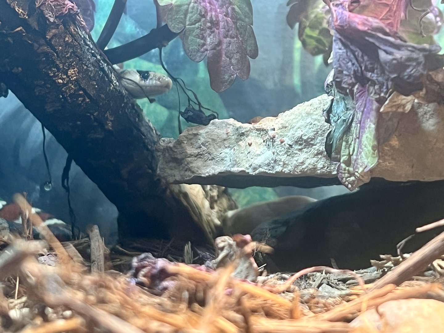 Arizona Mountain Kingsnake