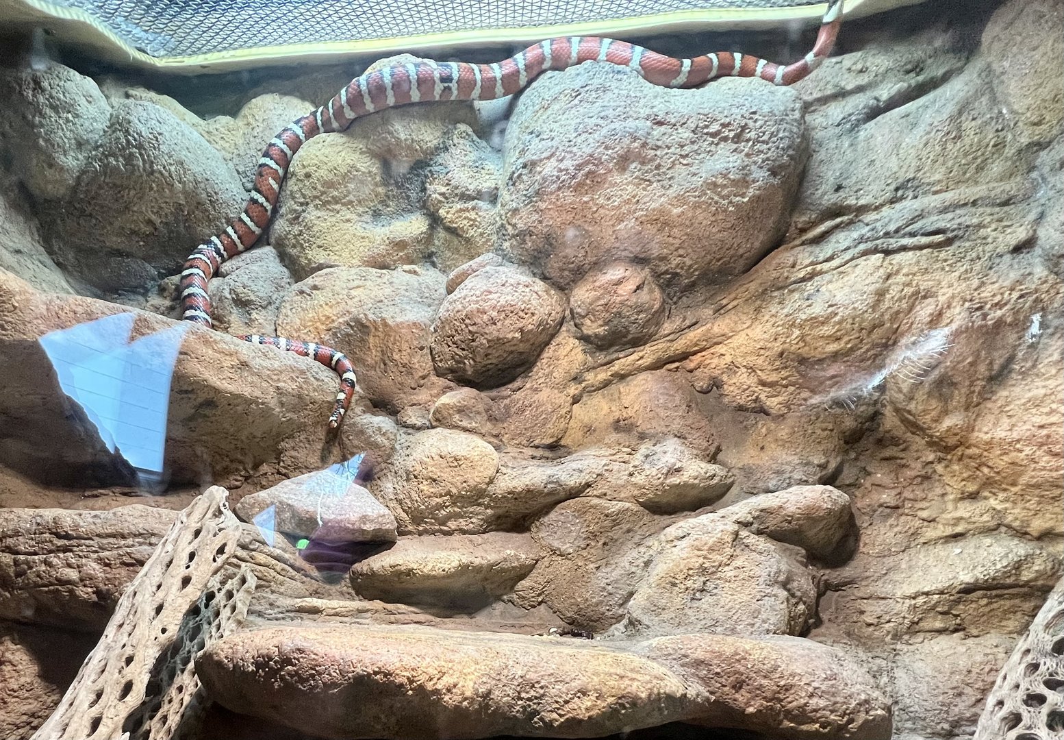 Arizona Mountain Kingsnake