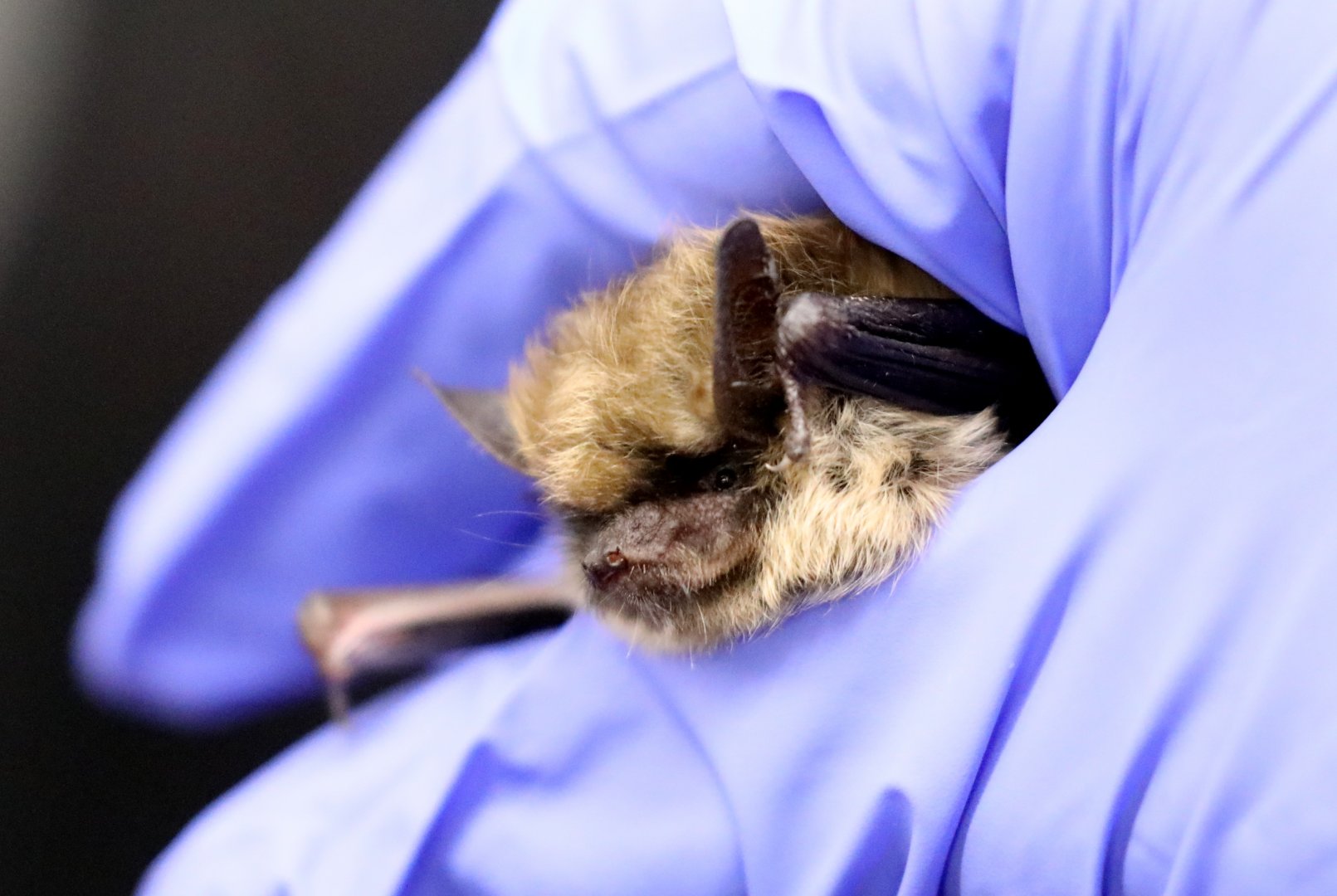 Arizona Myotis (Myotis occultus)