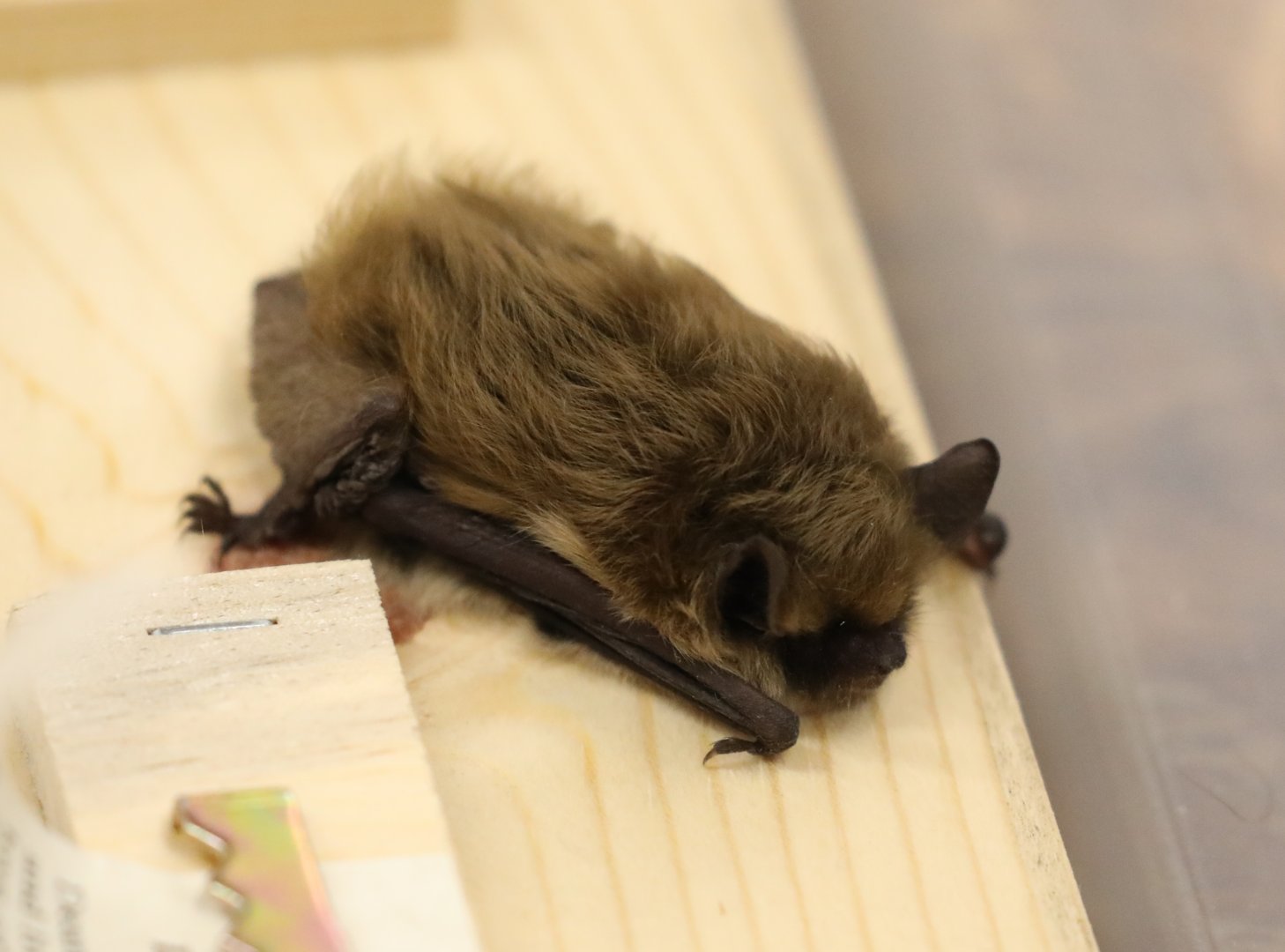 Arizona Myotis (Myotis occultus)