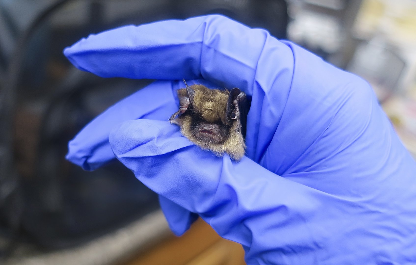 Arizona Myotis (Myotis occultus)