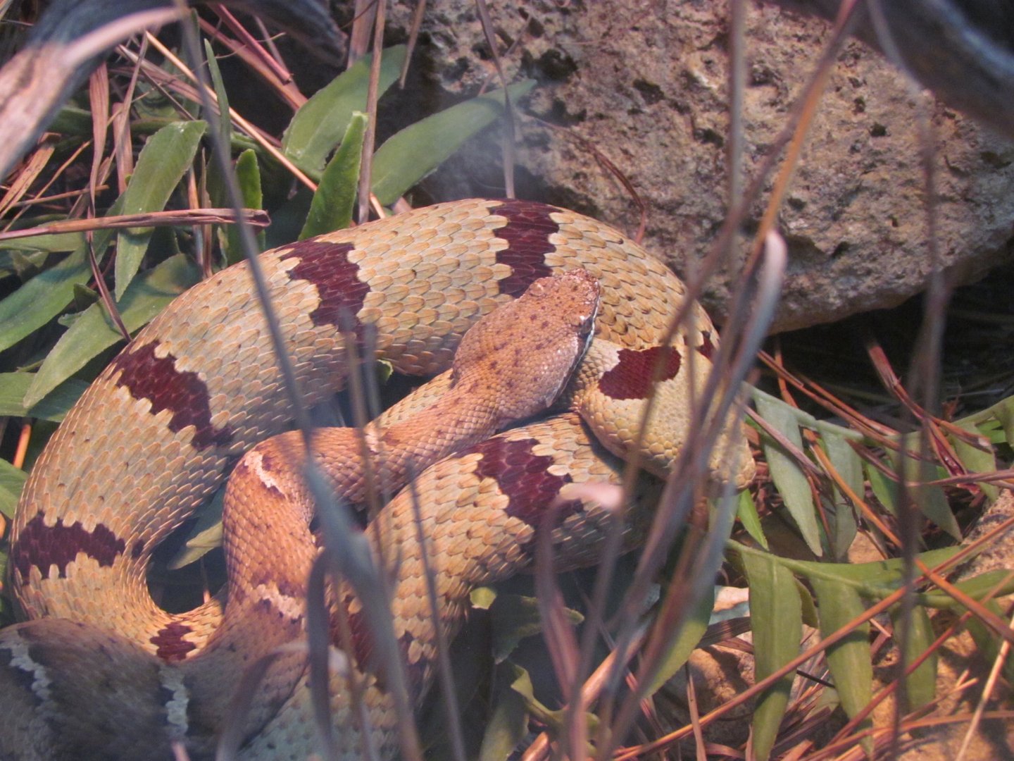 Arizona Ridge-nosed Rattlesnake and Banded Rock Rattlesnake