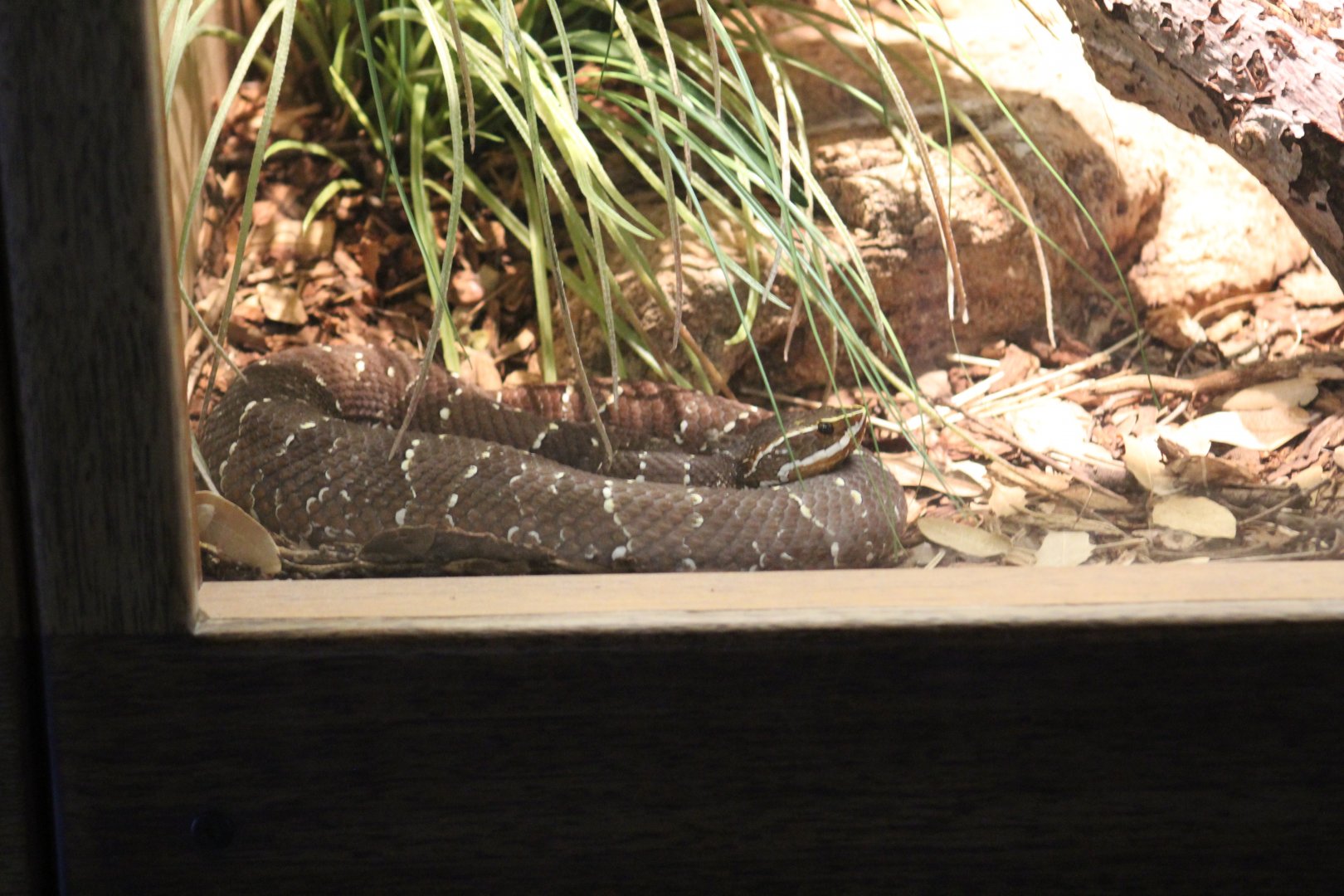 Arizona Ridge-Nosed Rattlesnake
