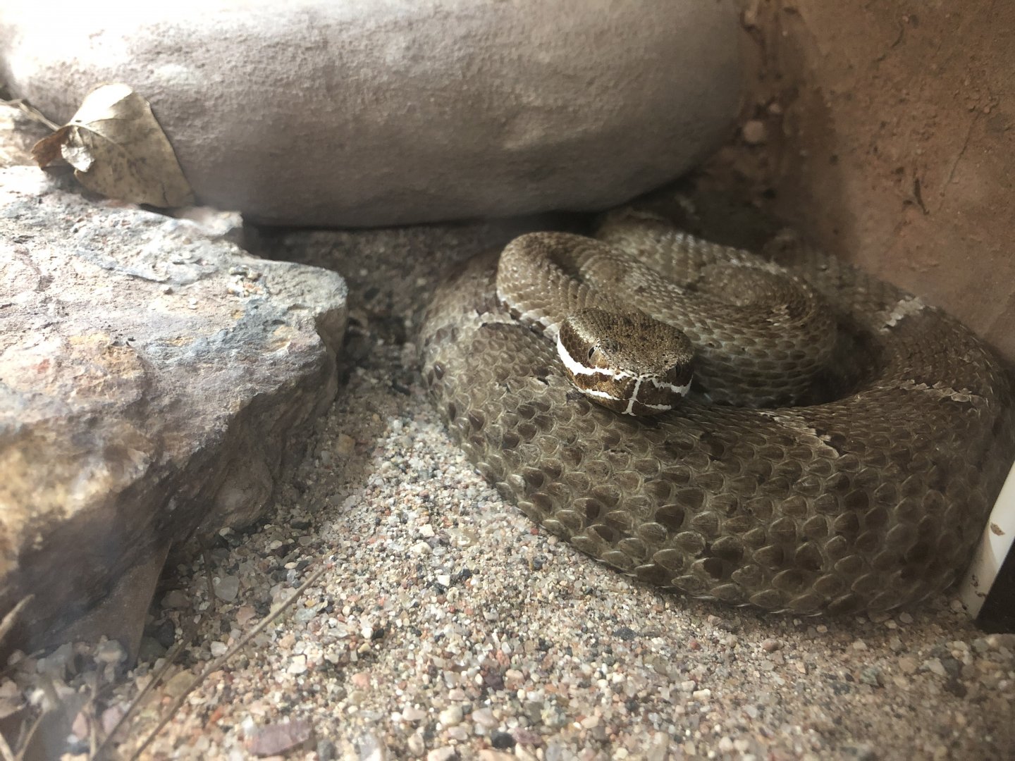 Arizona Ridge-nosed Rattlesnake
