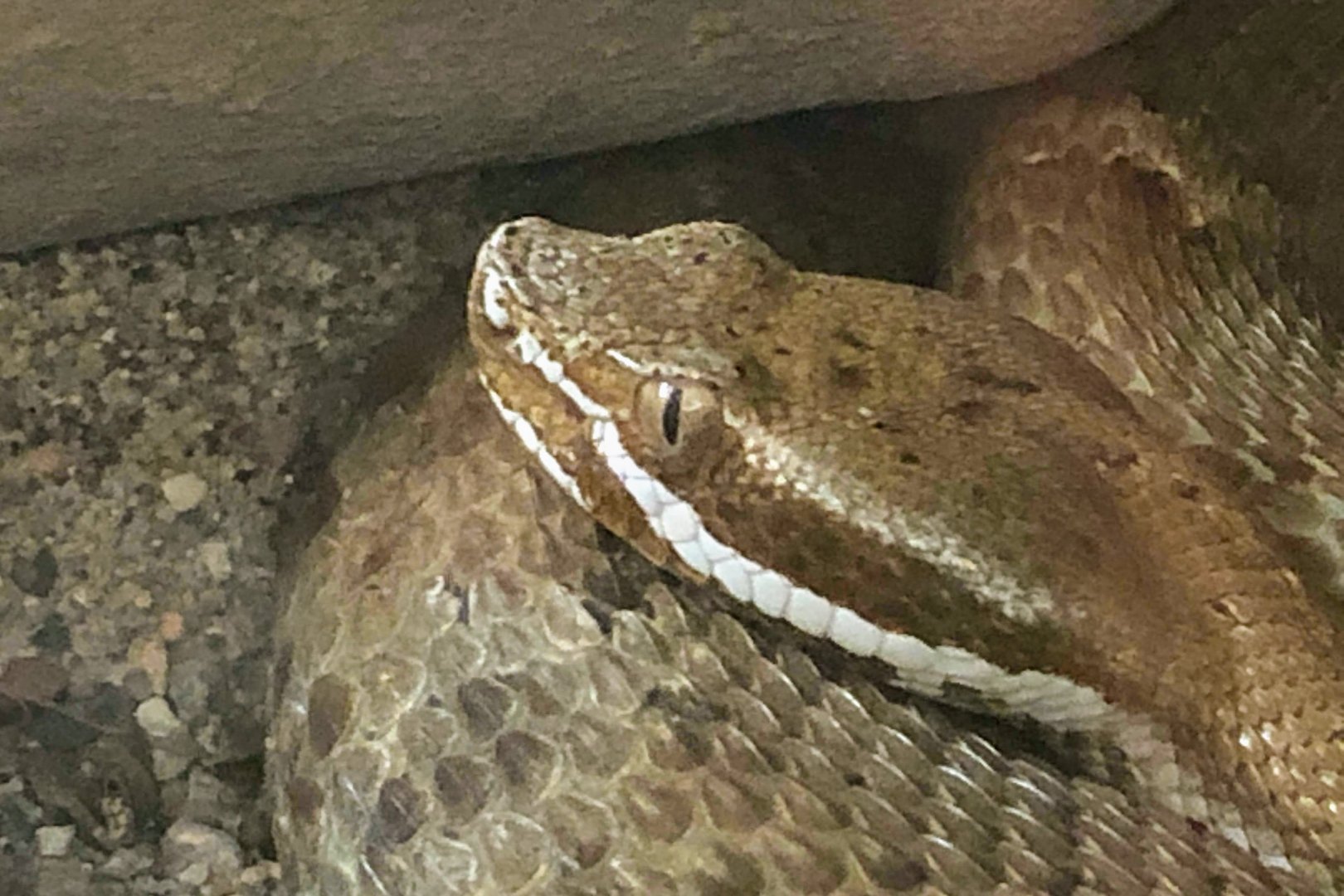 Arizona Ridge-nosed Rattlesnake