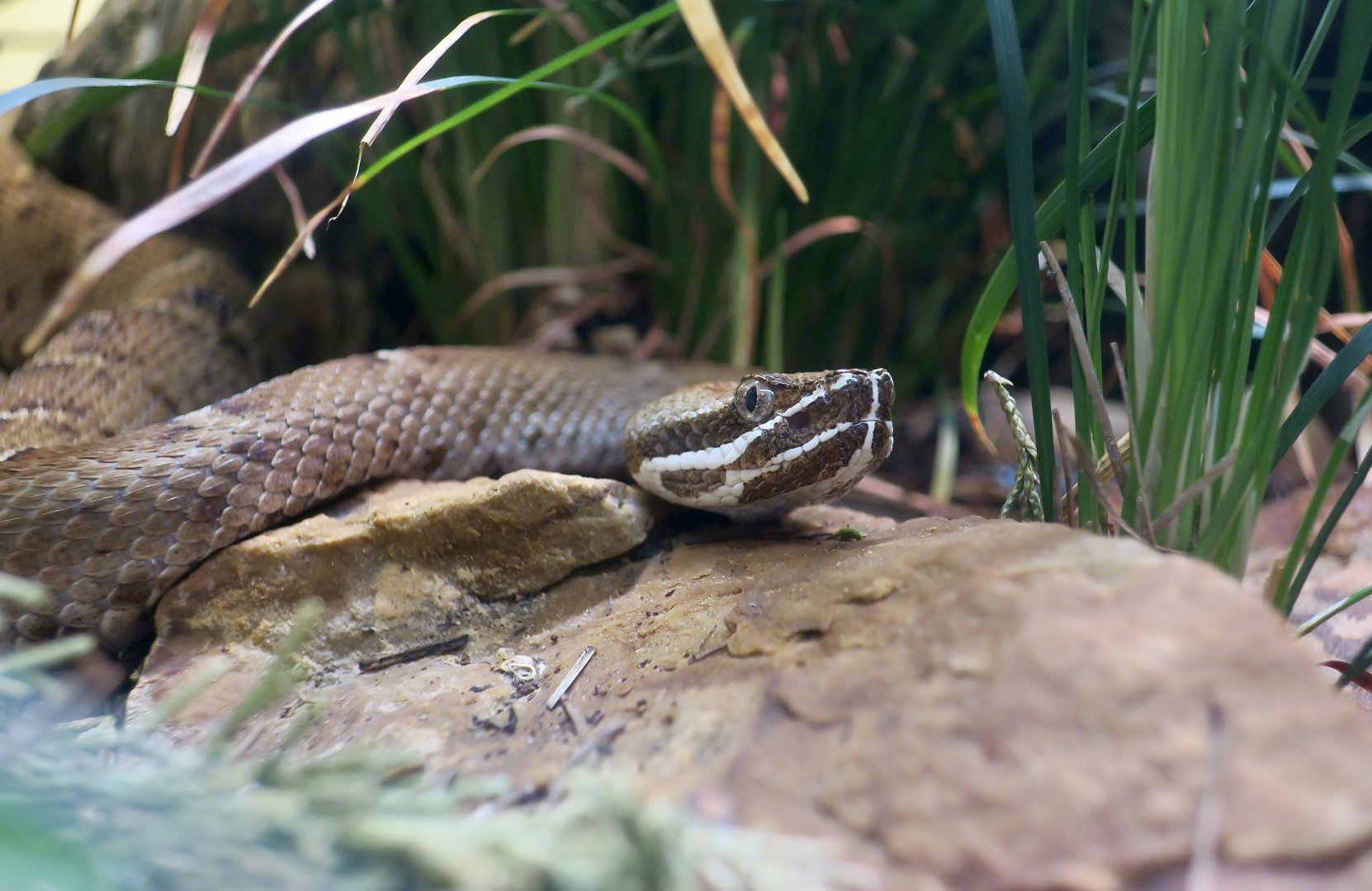 Arizona Ridgenose Rattlesnake (Crotalus willardi willardi)