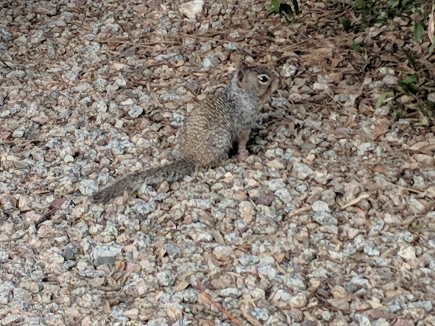 Arizona rock squirrel (Otospermophilus variegatus grammurus)