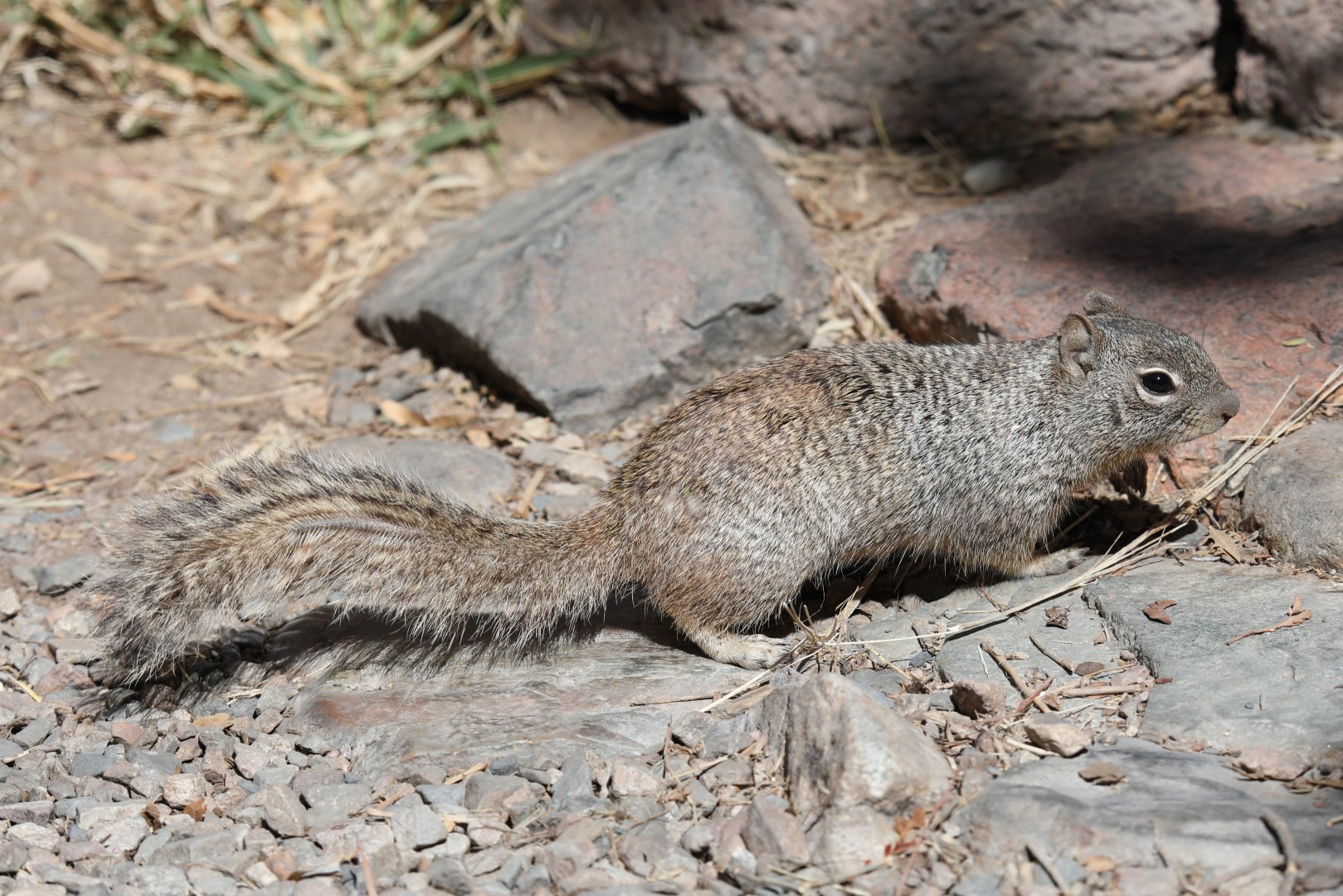 Arizona rock squirrel (Otospermophilus variegatus grammurus)