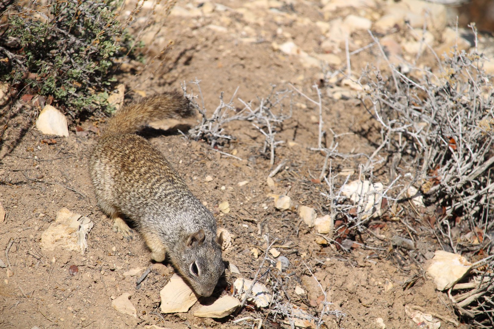 Arizona Rock Squirrel
