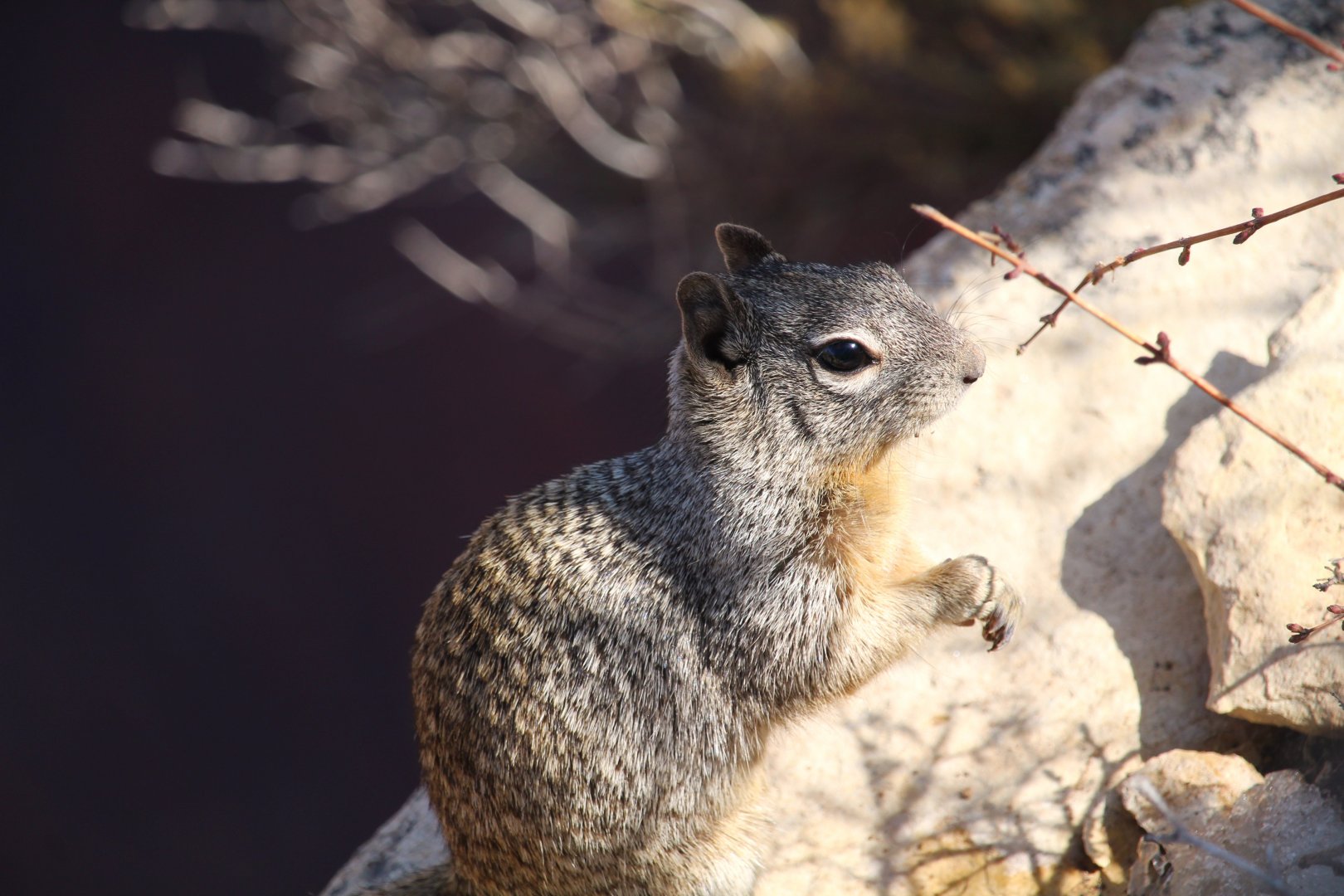 Arizona Rock Squirrel