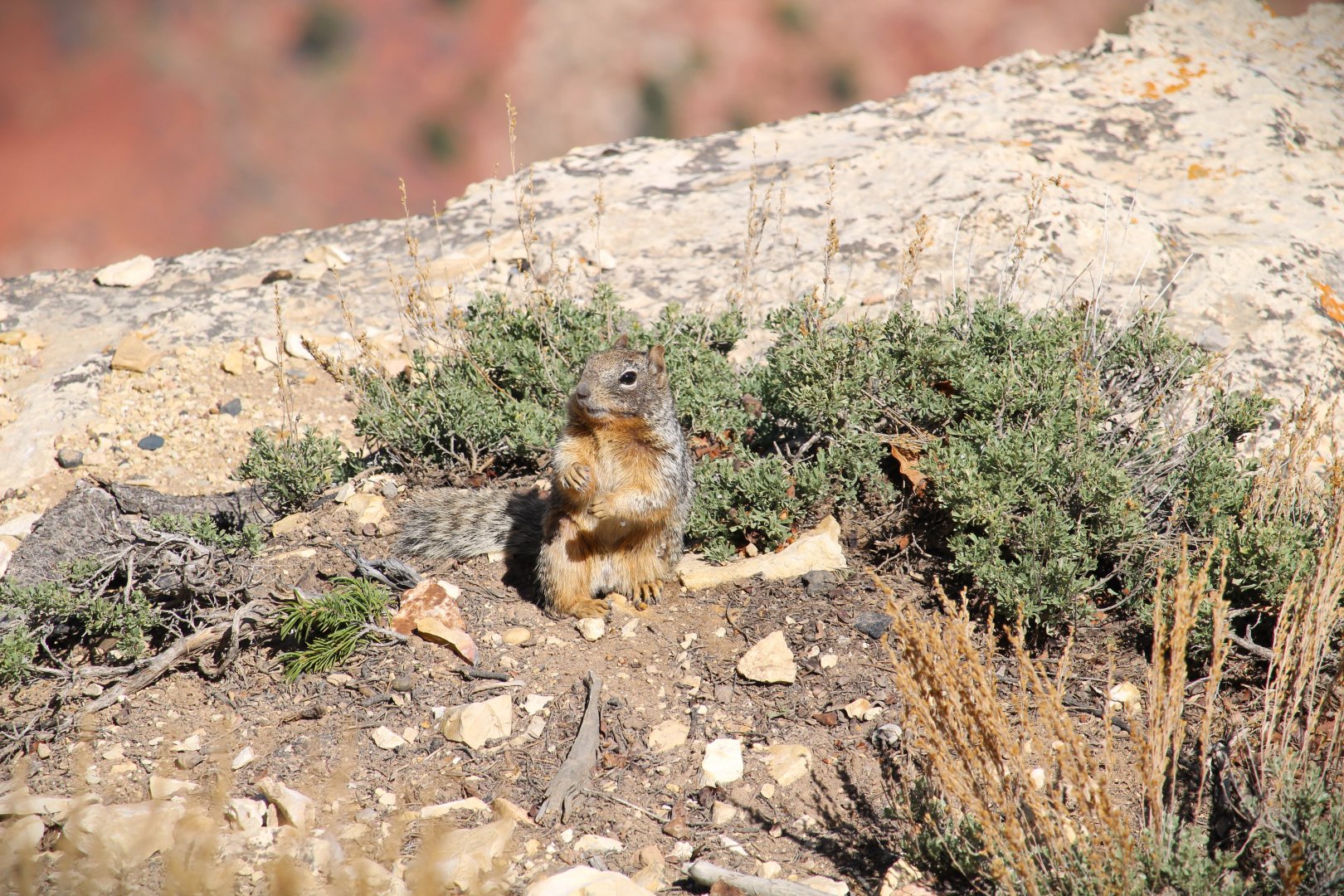 Arizona Rock Squirrel