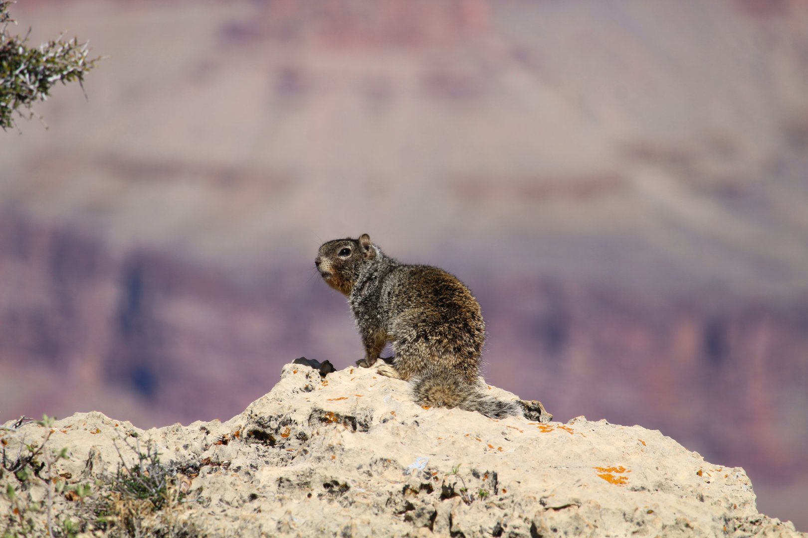 Arizona Rock Squirrel