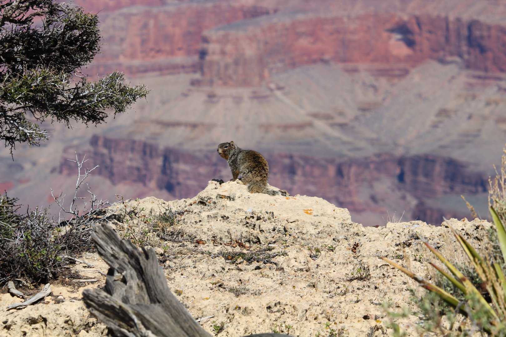 Arizona Rock Squirrel